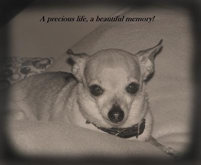 Farewell Peewee<br><br>                  July 24 1999 – July 6 2012