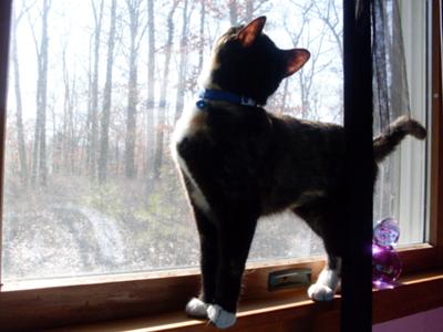 Pumpkin in the window