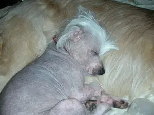 Gryphon asleep with Henry