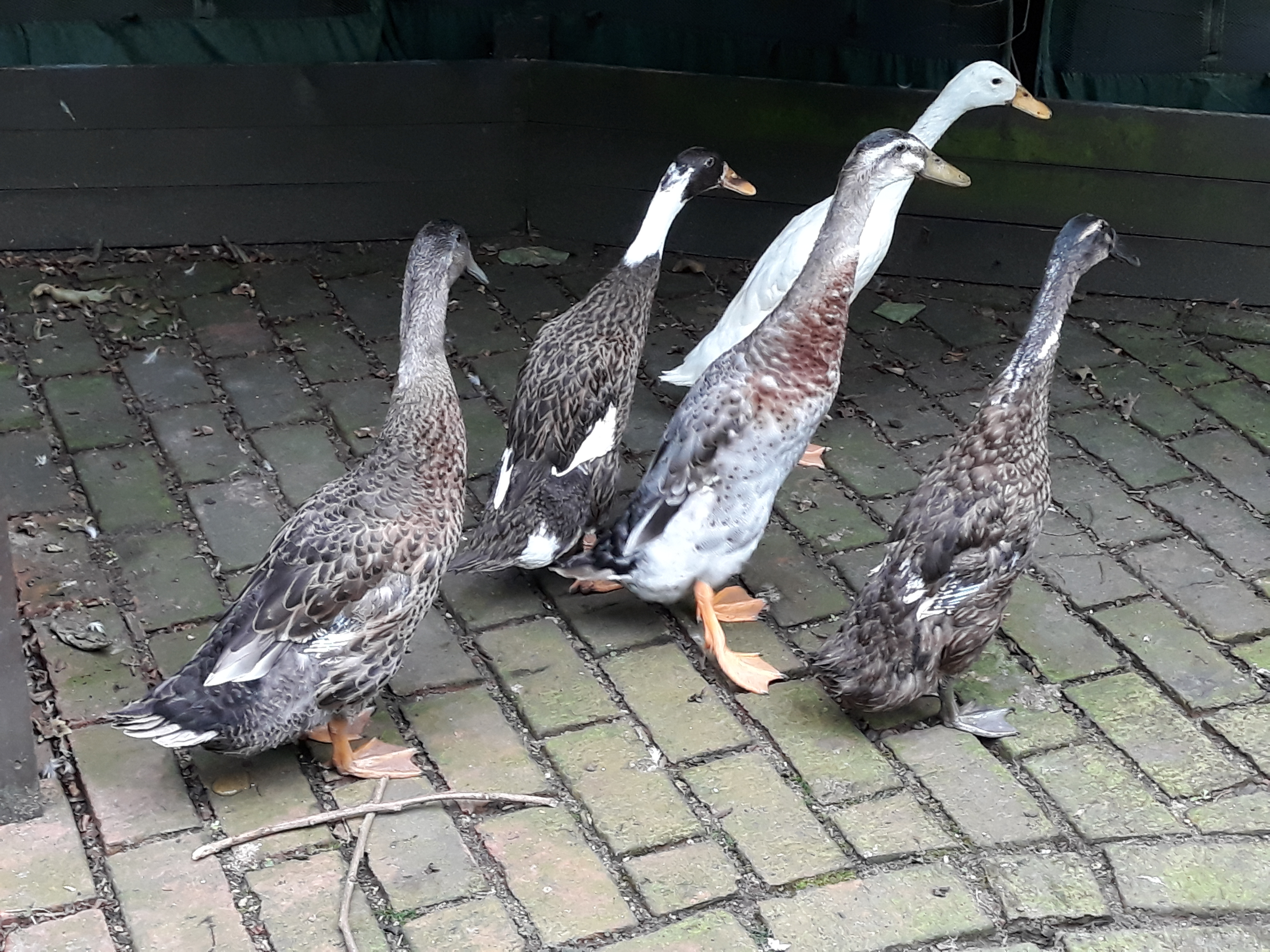 Ducks