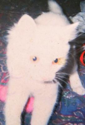 Dottie When She Was A Kitten