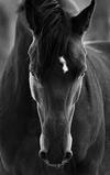 This is a cool picture of Bambi 