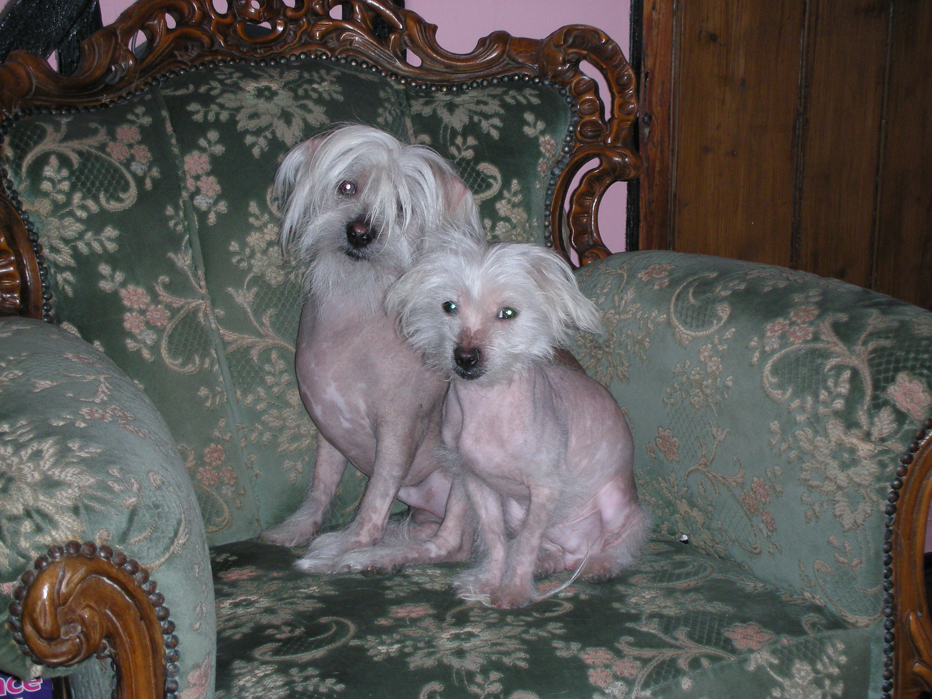 Gryphon and George both now at Rainbow Bridge