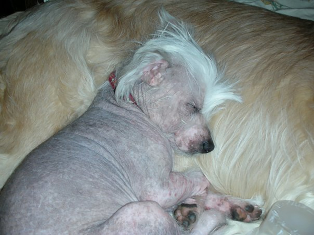Gryphon asleep with Henry Gryphon asleep with Henry