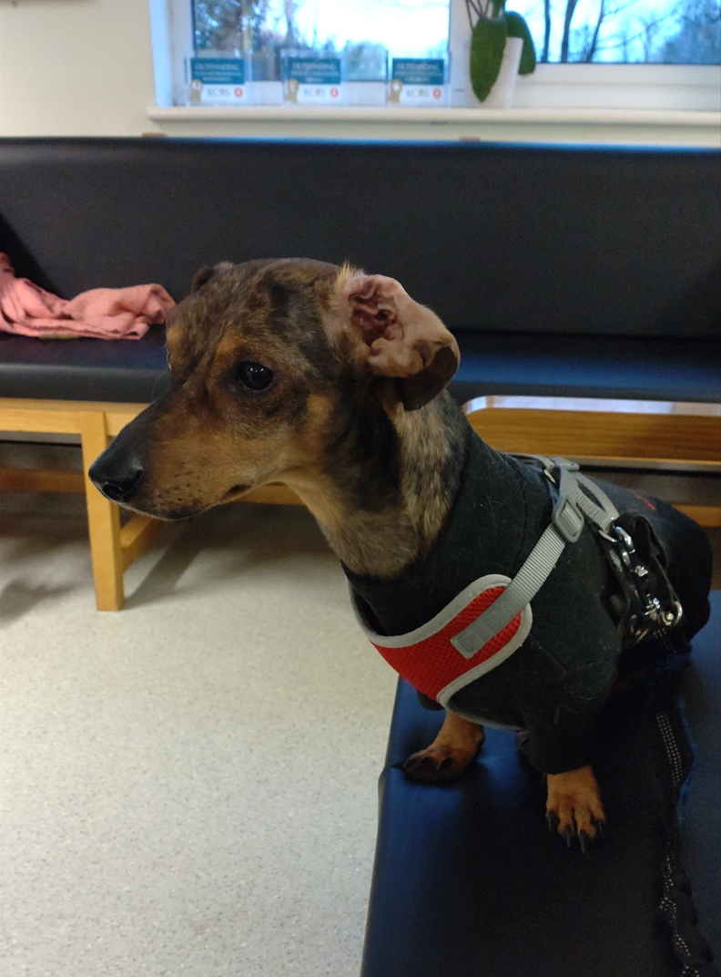 Voyin at the vets Voyin at the vets