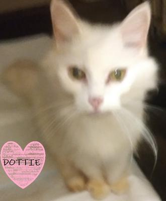 Heartbroken by Dottie's Death