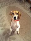 Bella will [cute] for food