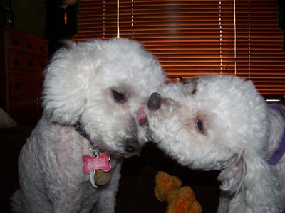 Sugar misses Spice so much 