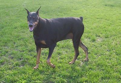 Leya - standing strong 