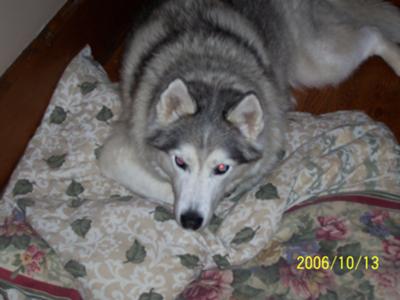 My Boy Blue - December 19, 1994 - September 8, 2009