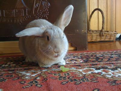 Thumpie loved his 'green grape' treats