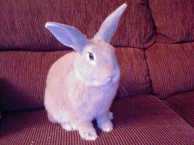 Sitting on 'your' sofa