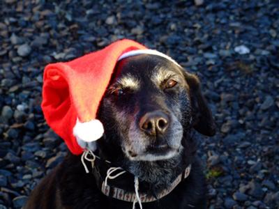 My pure gentle loving soul, Buttons