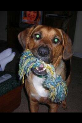 His favorite toy and one of my favorite pics