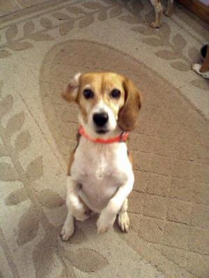 Bella will [cute] for food