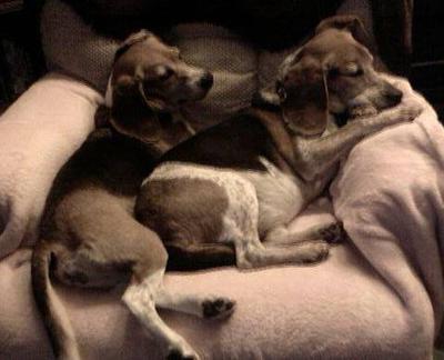 Bella and Baron....BFF's forever ♥