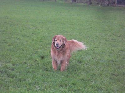Barley at 10 years of age