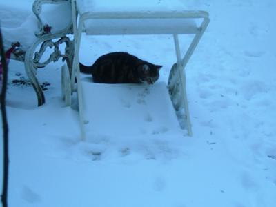 Tiglath Pileser's first Winter