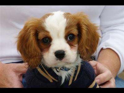 This is a picture of Arnie 