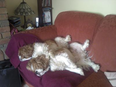 Bob and Bing - my beautiful boys