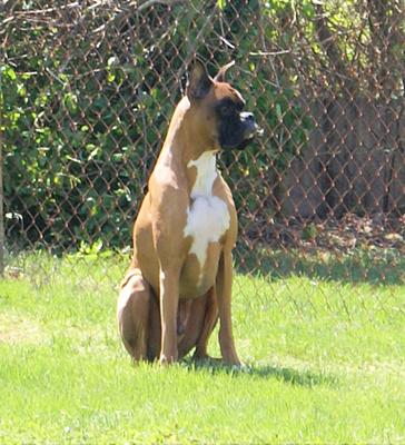 Watching over your yard.