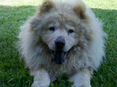 Honey with his full coat