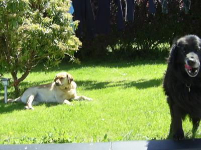 Rover is the black one