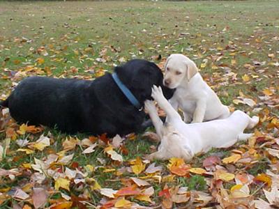 Jeter with Baby Boomer and Sugar