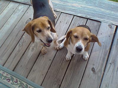 Baron loves his Bella