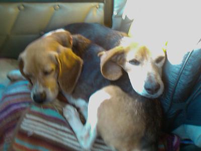 Bella and Baron...two peas in a pod