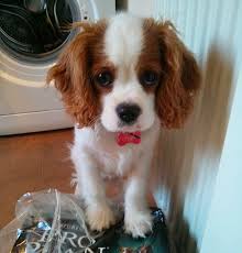 This is a picture of Archie