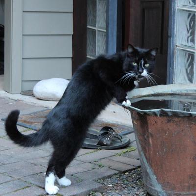 Such a character of a cat 