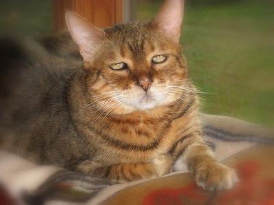 My Sweet Sabre